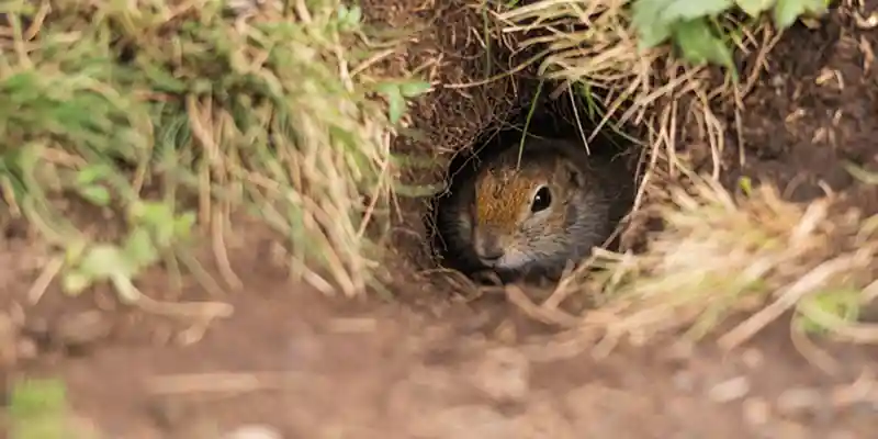 Vole and Gopher Management in Boise, ID