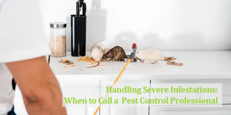 Handling Severe Infestations: When to Call a Meridian Pest Control Professional
