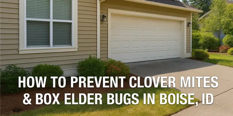Sealing Entry Points: Preventing Clover Mites and Box Elder Bugs in Boise