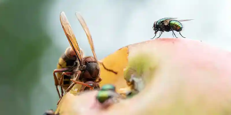 Species of Wasps in Idaho Boise, Idaho