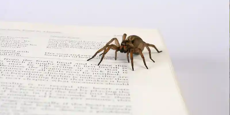 Strategies For Keeping Spiders Out of Your Office Building Boise, Idaho