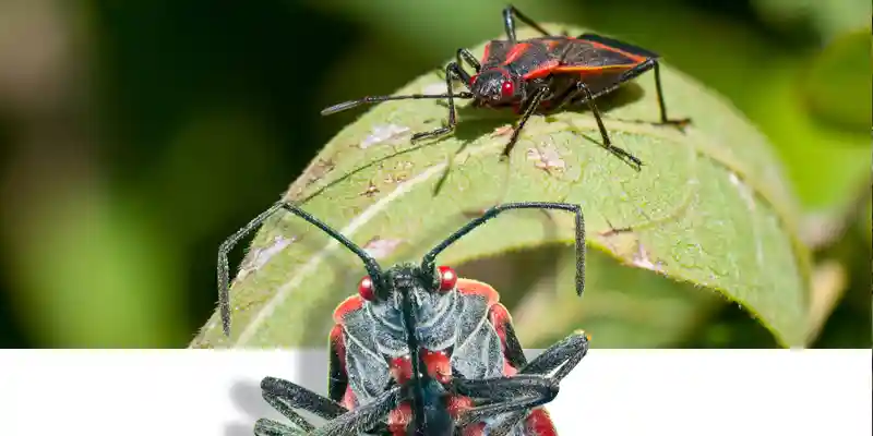What to Do About Boxelder Bugs in Boise, Idaho
