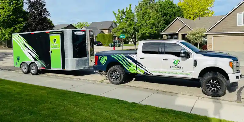 Why You Need Eco Pest For Fast Action and Local Expertise