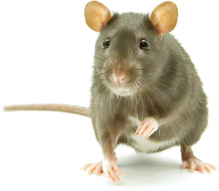 pest and rodent exterminator Kuna, ID